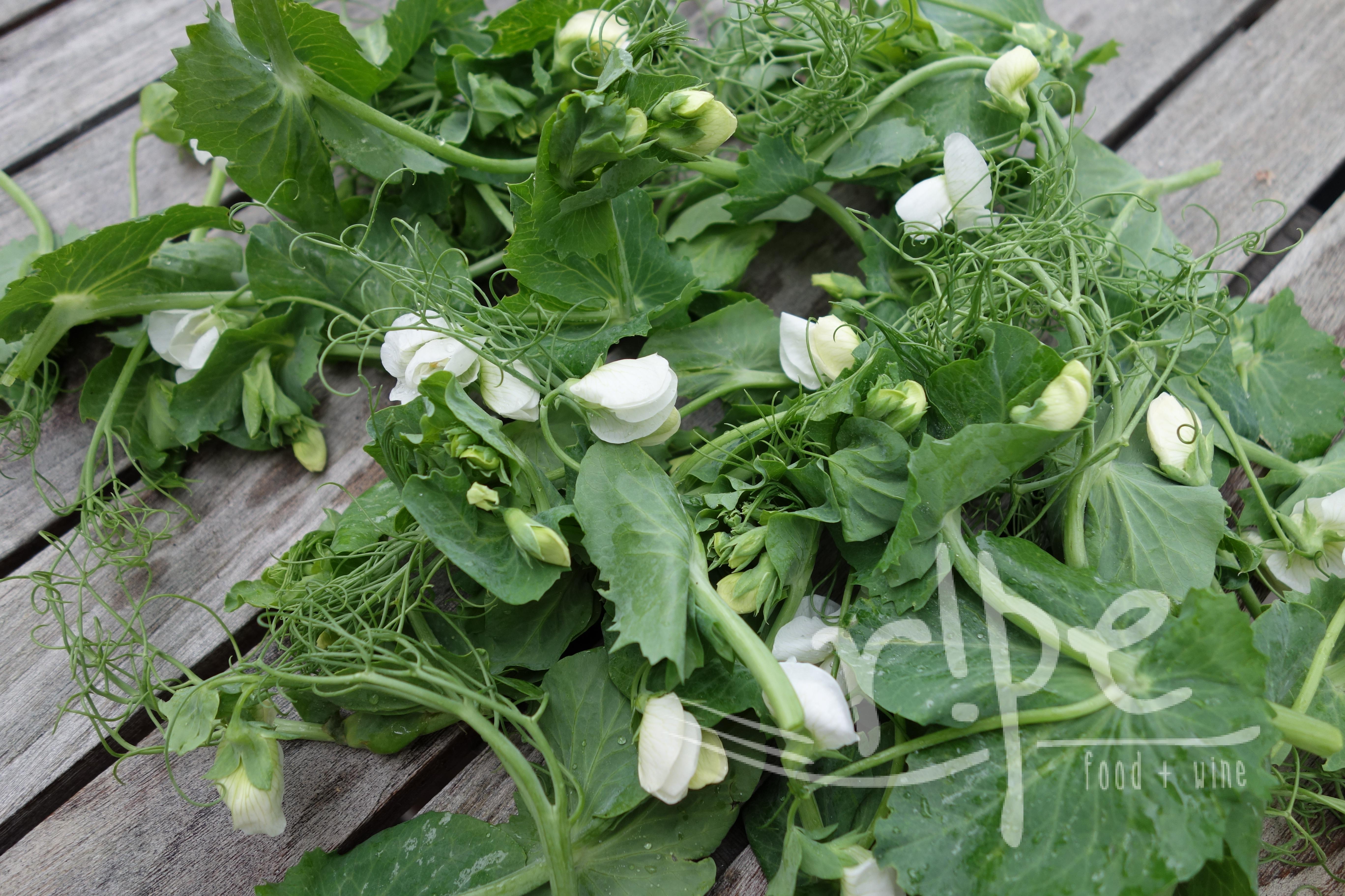The Summer Season…Pea Shoots and What’s Next?!