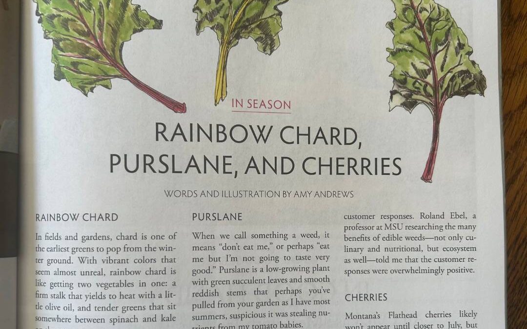 Rainbow Chard, Purslane, and Cherries Edible Bozeman Spring 2024