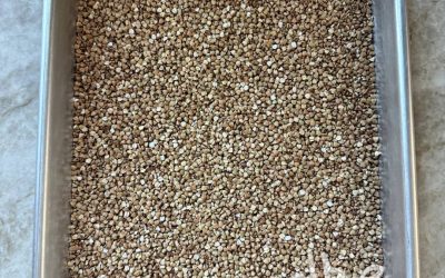 Toasted Buckwheat