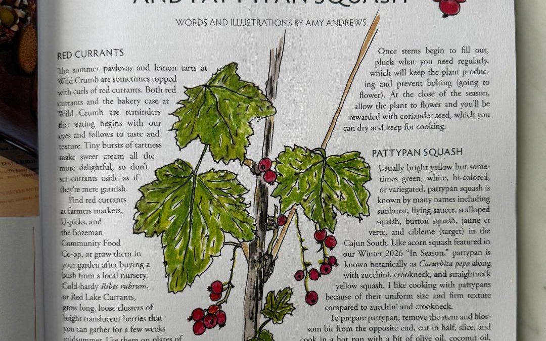 Red Currants, Cilantro, & Pattypan Squash Edible Bozeman Summer 2026